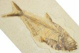 Detailed Fossil Fish (Diplomystus) - Wyoming #354056-1